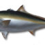 Amberjack Half Sided Fish Mount