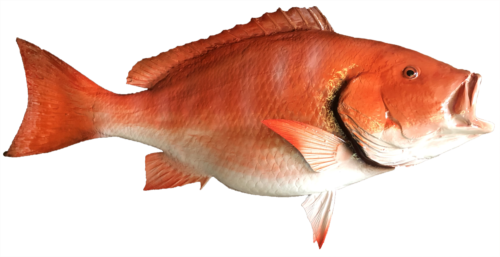 Red_Snapper Fish Mount