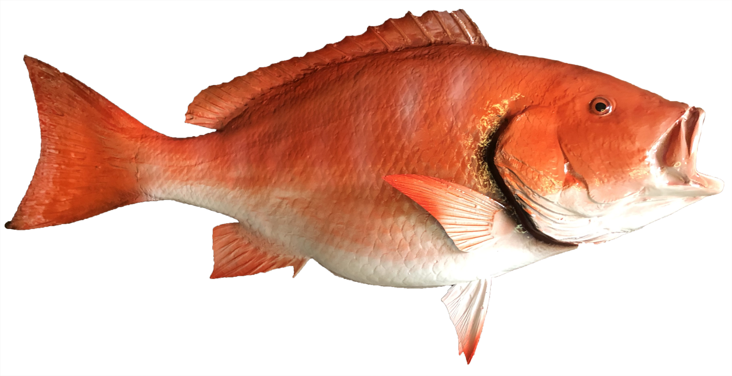 Fish of Florida: Red Snapper (Lutjanus campechanus) Species