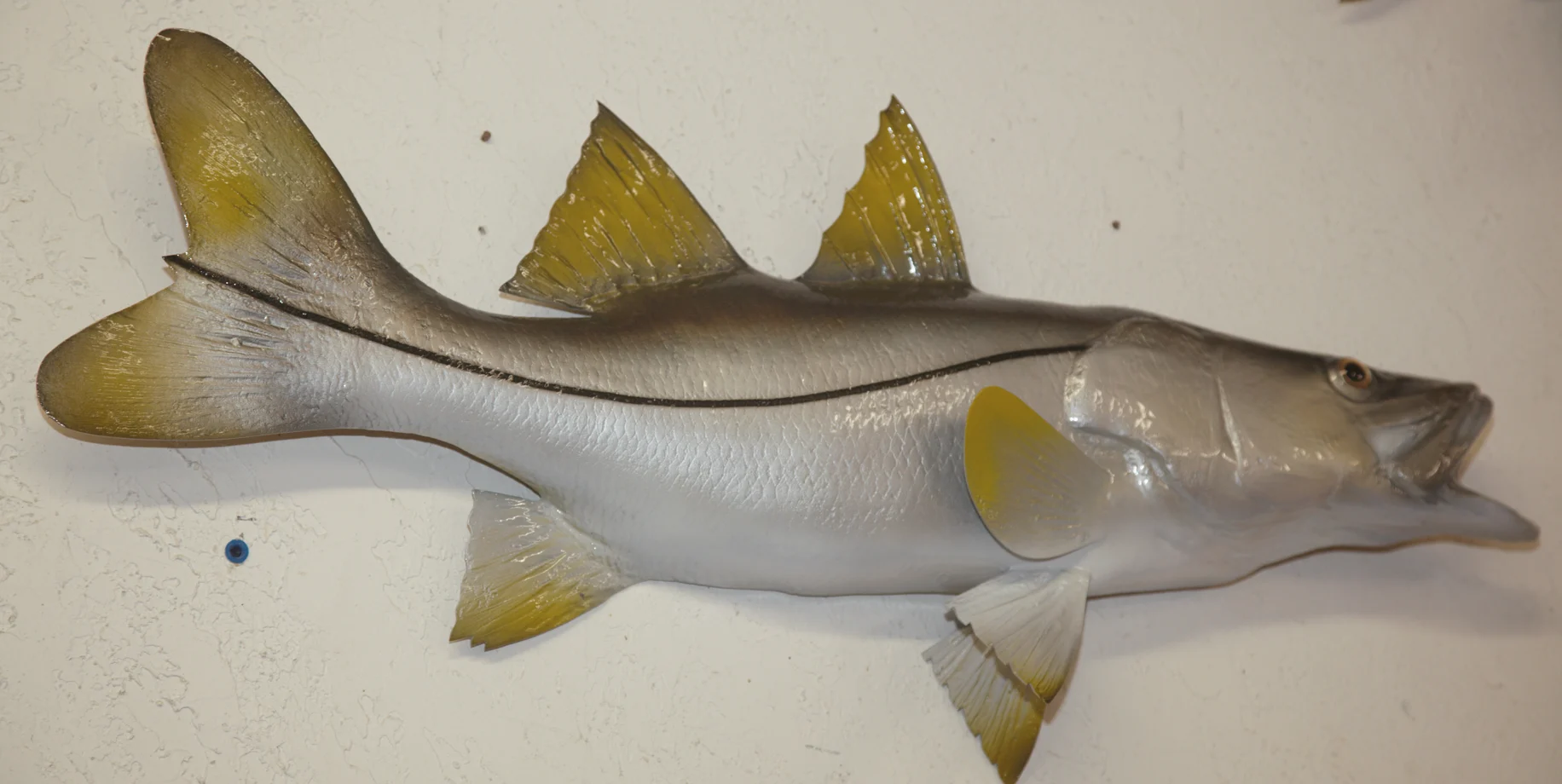 snook