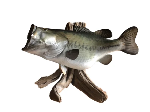 Fresh Water Fish Mounts