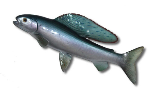 arctic-grayling fish
