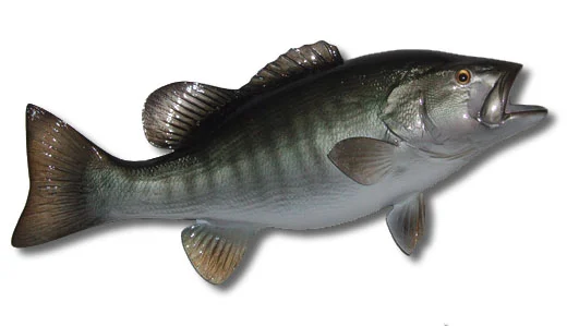 Smallmouth Bass