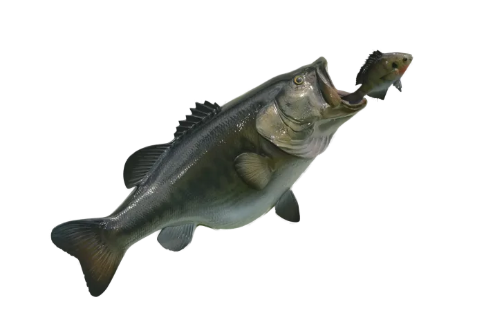 Large mount bass with bait 26 inches full mount