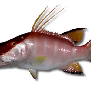 Hog Snapper