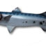 Barracuda Half-Side Fish Mount