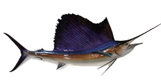 Pacific Sailfish