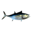 Blackfin tuna