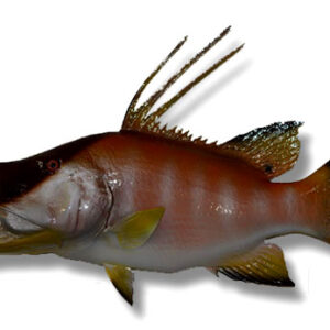 Half Size Fish Mount