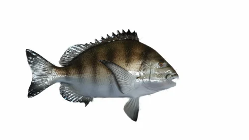 Salt Water Fish Mounts