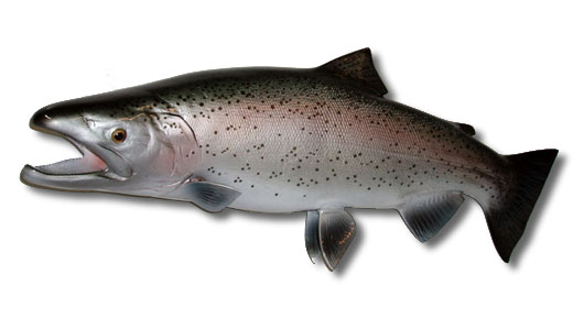 28-inch-rainbow-trout-full-mount