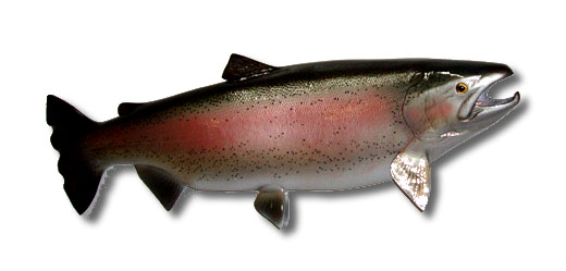 32-inch-rainbow-trout-full-mount