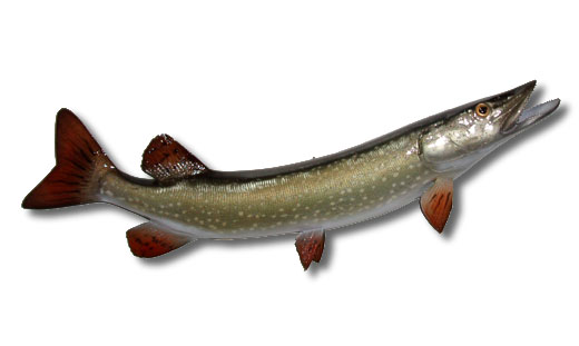 https://browntaxidermy.com/wp/wp-content/uploads/2022/03/32-northern-pike-full-mount.jpg