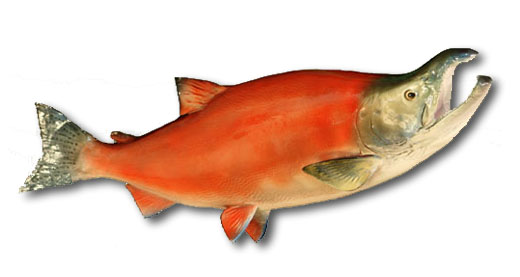Cojo Salmon