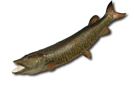 Muskie Two-Sided Fish Mount - Image 2