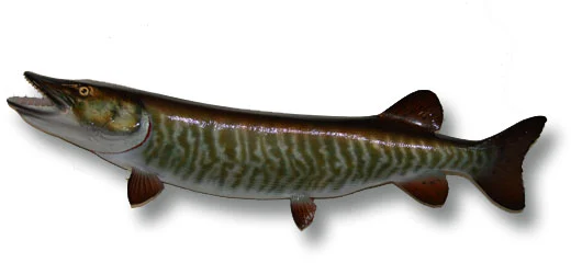 Muskie