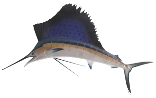 80 inches sailfish