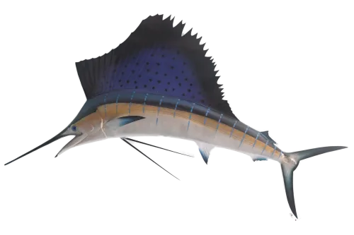80 inches sailfish