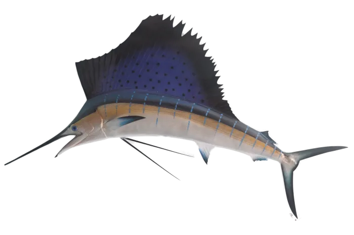 80 inches sailfish