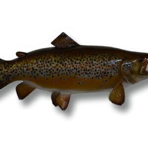 Close Up Brown Trout Fish Diamond Painting 