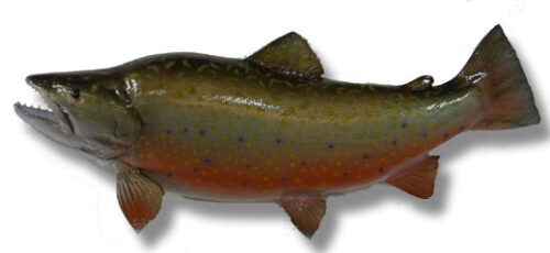 brook-trout