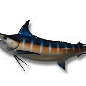 Blue Marlin