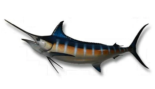 Blue Marlin