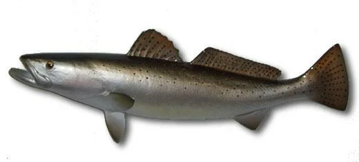 Sea Trout Two-Sided Fish Mount