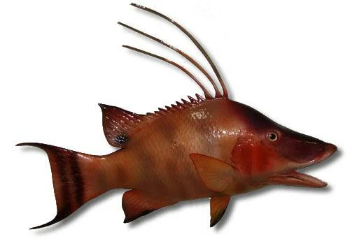 hogfish -hog snapper