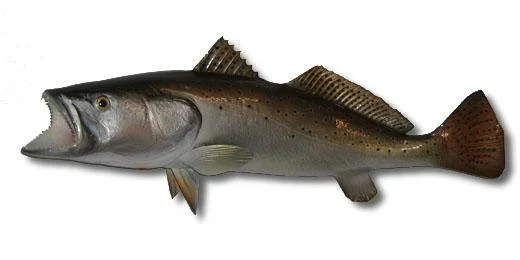 Sea Trout Two-Sided Fish Mount - Image 3
