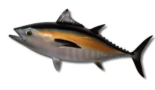 Blackfin Tuna-Full Mount