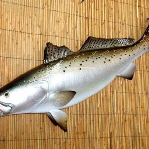 Sea Trout Two-Sided Fish Mount - Image 2