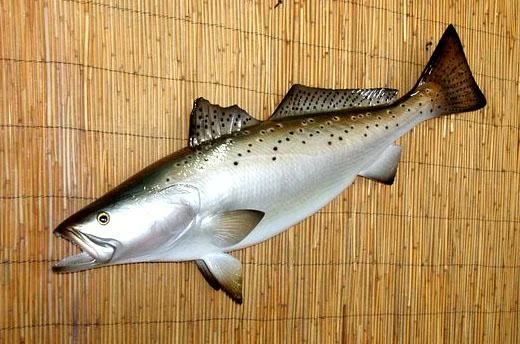 Sea Trout Two-Sided Fish Mount - Image 2
