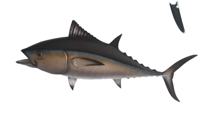 Blackfin tuna 35 Inches full mount