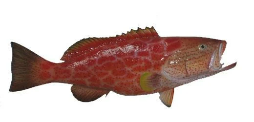 Yellowfin Grouper