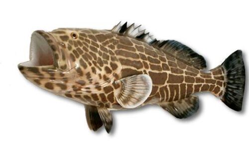 Black Grouper Two-Sided Fish Mount