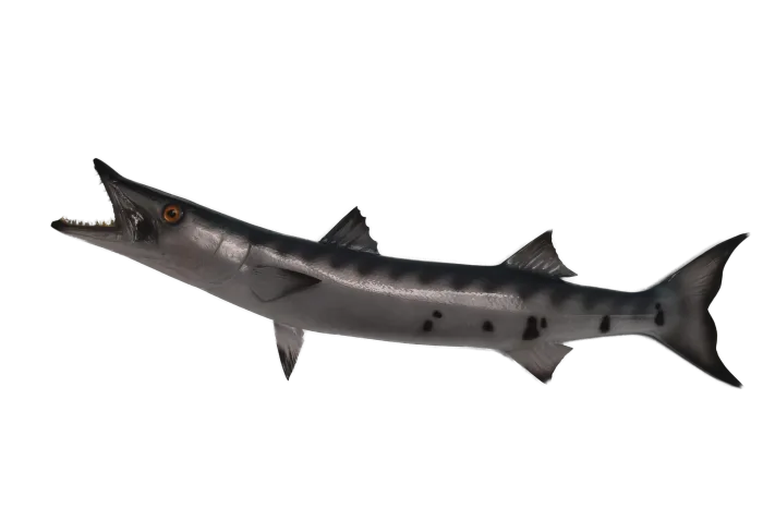 Barracuda 42 inches full mount