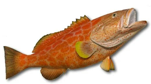 Yellowfin Grouper