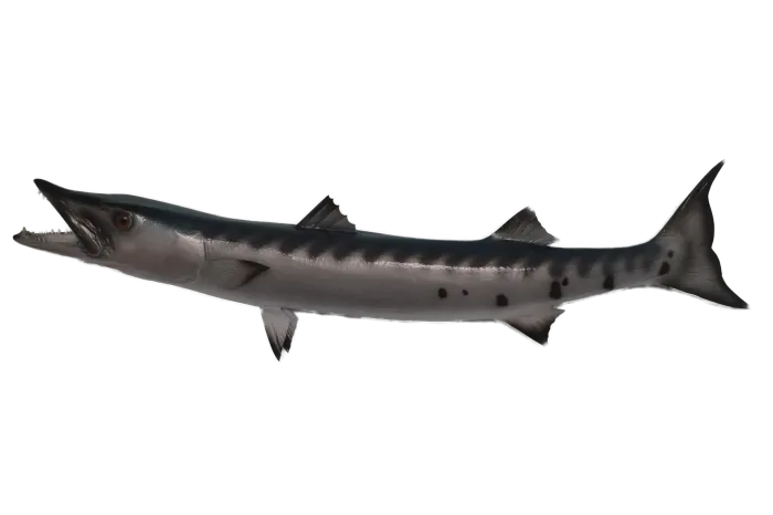Barracuda 50 inches full mount