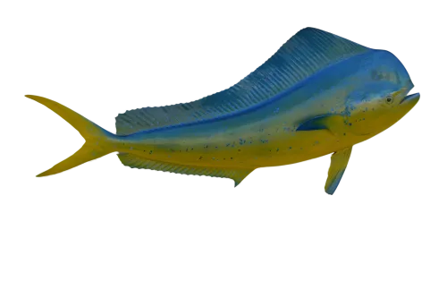mahi mahi 56 inches full mount