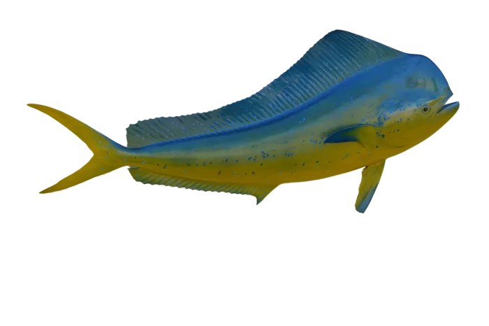 mahi mahi 56 inches full mount