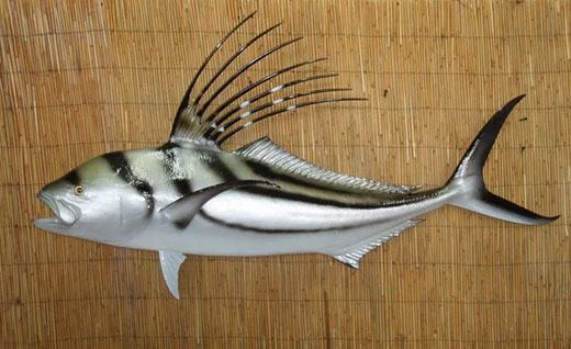 Roosterfish