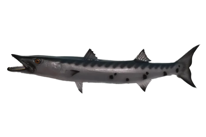 Barracuda 56 Inches full mount