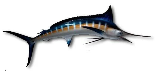 Blue Marlin