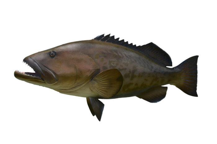 Gag Grouper