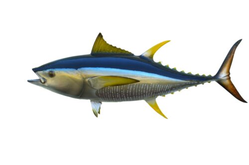 Yellow Fin Tuna Side