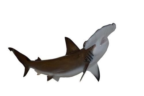 hammerhead