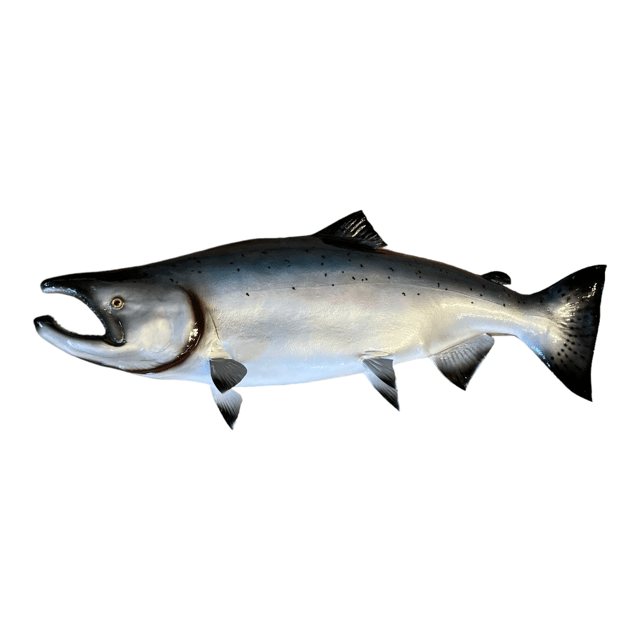 king salmon