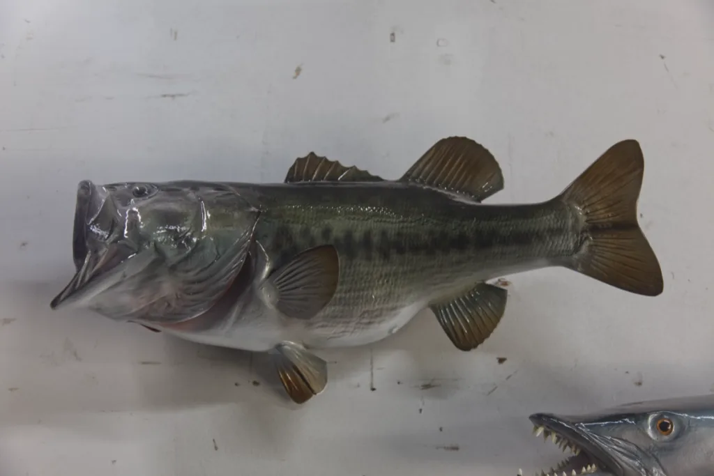Bass