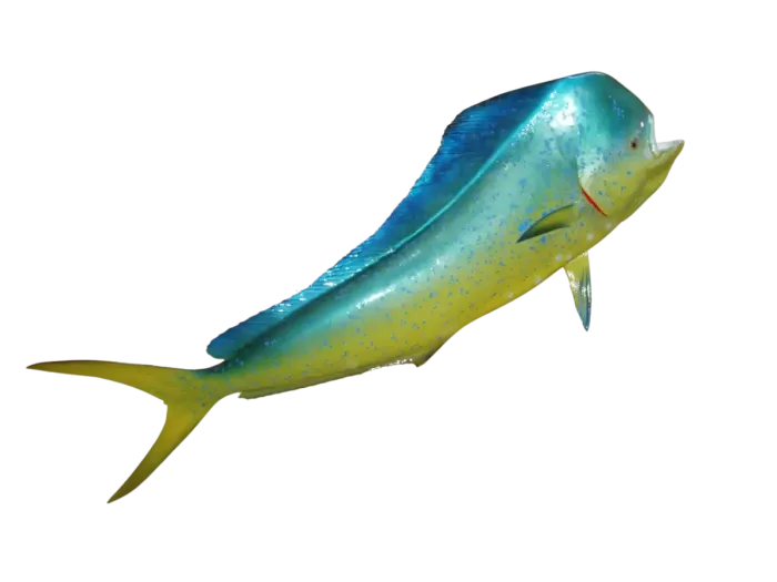 mahi -mahi